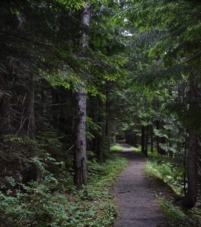 Loop Brook Trail